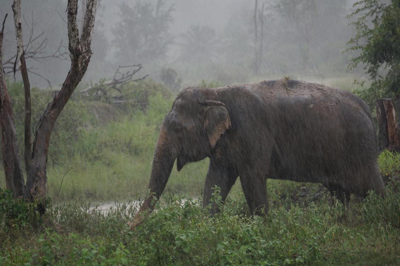I love phants Lodge Ban Huai Thawai Extérieur photo