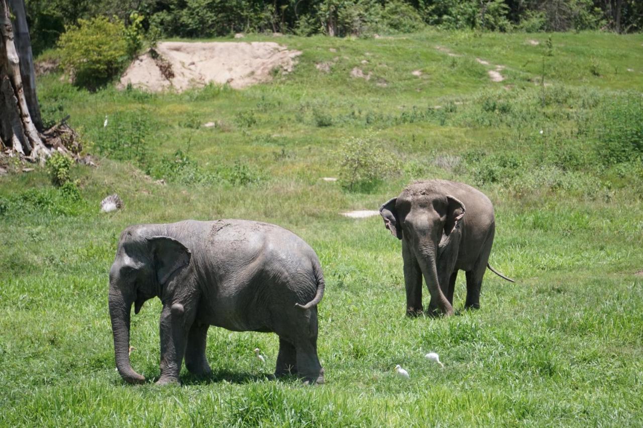 I love phants Lodge Ban Huai Thawai Extérieur photo