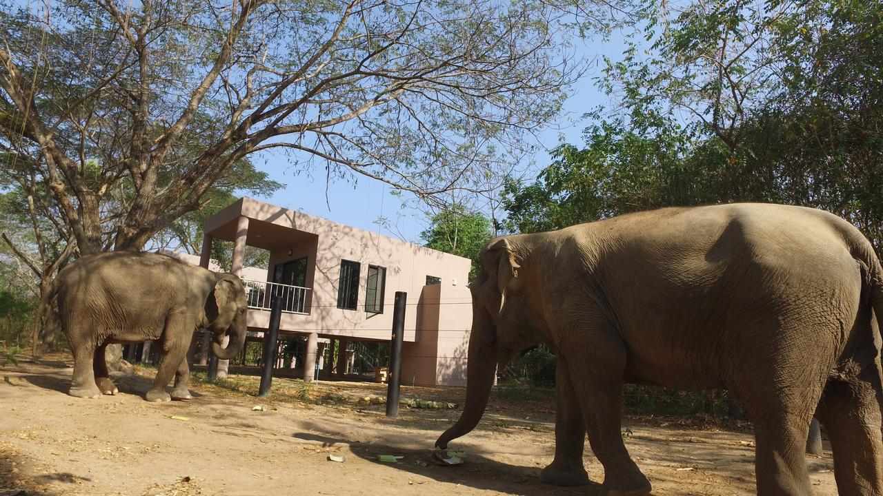 I love phants Lodge Ban Huai Thawai Extérieur photo