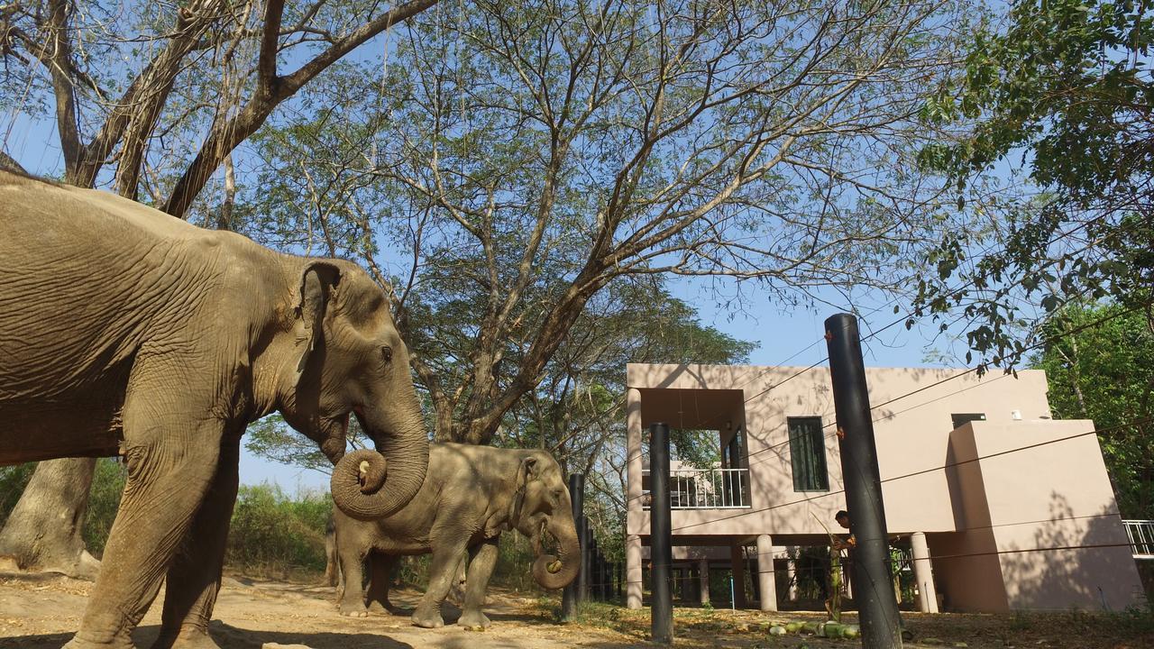 I love phants Lodge Ban Huai Thawai Extérieur photo
